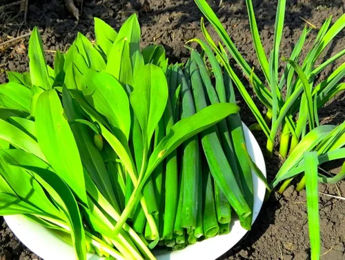 Vista 3 de Wild Garlic Ramsons Buckrams Wild Onion 40 semillas sin OMG para plantar