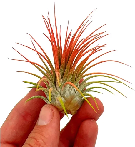 Vista 2 de ragnaroc Plantas de aire Tillandsia Ionantha, Regular 2-3 pulgadas - 1 unidad - Color orgánico mejorado - Llegada en vivo garantizada - Plantas