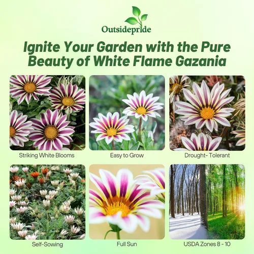 Vista 2 de Outsidepride White Flame Gazania Semillas para plantar – 50 piezas de semillas perennes, de bajo mantenimiento, tolerantes a la sequía para flores