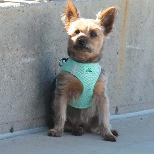 Vista 3 de Doggie Design Arnés para perro sin estrangulamiento, chaleco simple para perros de razas pequeñas, medianas y grandes - Arnés de malla transpirable