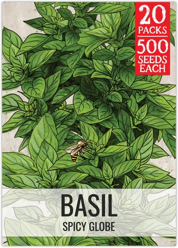 Vista 28 de Seed Needs Semillas de albahaca italiana para plantar hierbas tradicionales sin OMG, 1 paquete