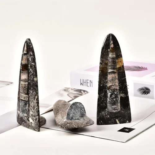 Vista 6 de JIC Gem Orthoceras Fossil Frome Marruecos (5-6 pulgadas)