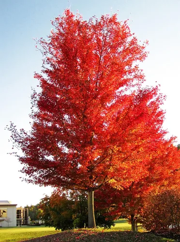 Vista 4 de Northern Red Maple Tree Semillas Premium Acer rubrum 'Fall' Plants'® (Premium Seeds, 10)