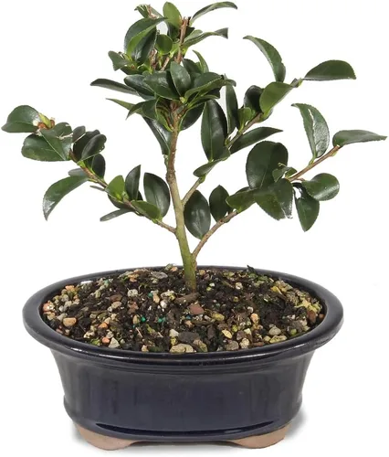 Vista 11 de Brussel's Bonsai - Árbol bonsái para interiores, Olla de cerámica, M Live Ficus Bonsai Tree, Indoor Houseplant, Ceramic Pot, 7-Year, Easy Care