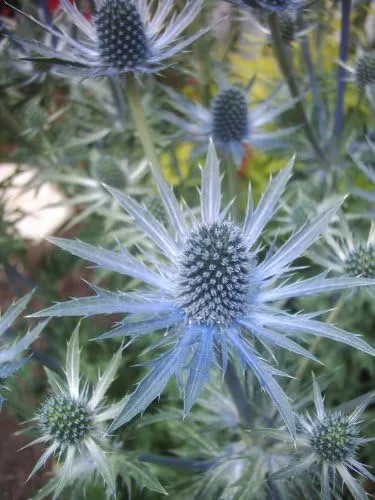 Vista 2 de 25 semillas de flores Blue Star SEA Holly Eryngium