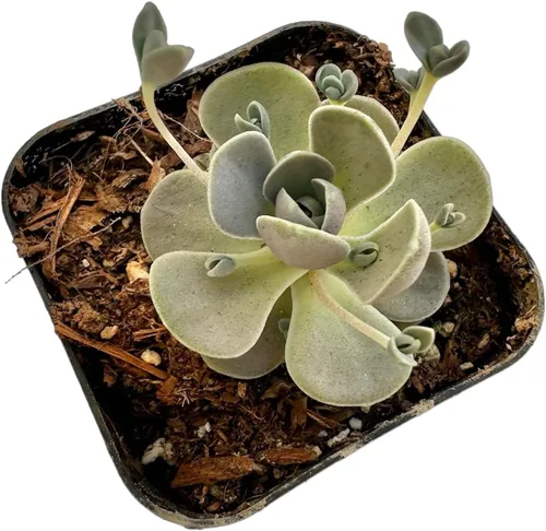 Vista 8 de Cactus vivo y plantas suculentas (maceta de 2 pulgadas Crassula Pubescens)