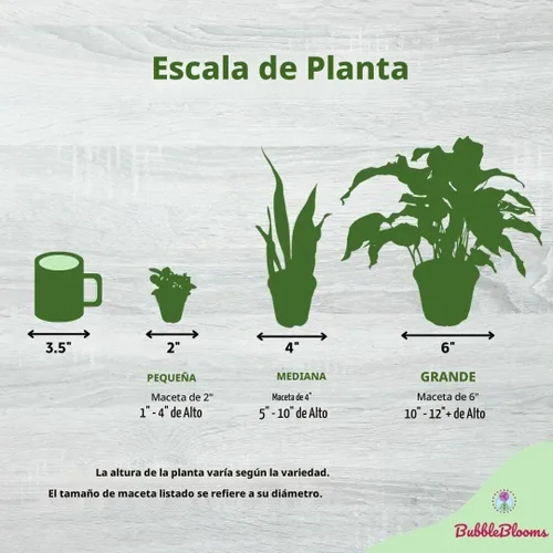 Vista 7 de BubbleBlooms Bromelia roja en una olla de 4 pulgadas Guzmania monostachia