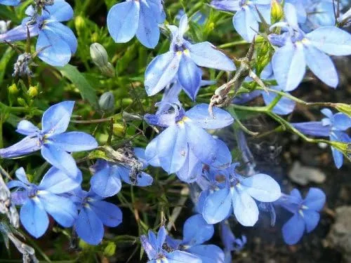 Vista 3 de 200 semillas de flor de lobelia regata lobelia erinus azul cielo