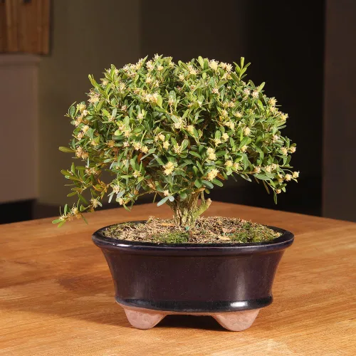 Vista 4 de Brussel's Bonsai - Árbol bonsái para interiores, S