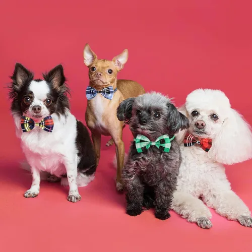 Vista 6 de Segarty Pajaritas para perros, 10 lazos a granel, circunferencia máxima del cuello de 17 pulgadas, lazos para mascotas con cuello ajustable, lazo
