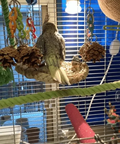 Vista 7 de Soporte para pájaros, perca en forma de U, material de cuerda de cáñamo, soporte de plataforma, juguetes de ejercicio para pájaros y loros