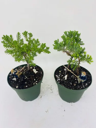 Vista 2 de Jmbamboo - Jardín de enebro Bonsái de dos árboles 4 '' Pot con Fishman