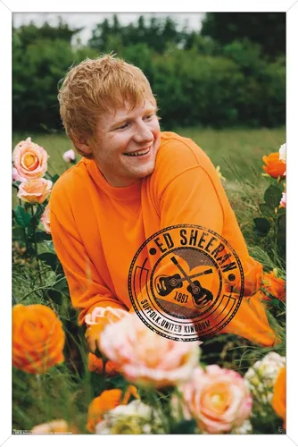 Vista 13 de Trends International Ed Sheeran - Póster de pared de campo de rosas, 22.37 x 34.00 pulgadas, versión enmarcada de madera de granero