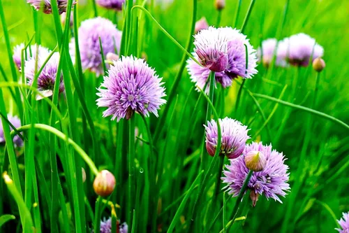 Vista 3 de Cebollino Allium schoenoprasum ajo silvestre 100+ semillas