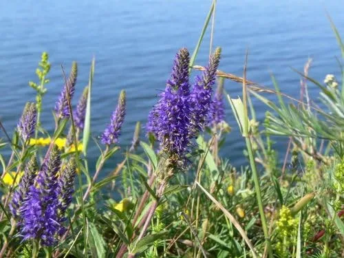 Vista 7 de 50 colores mixtos Veronica Sightseeing Mix (Spike Speedwell) Veronica Spicata Flower Seeds