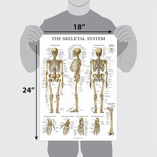 Vista 2 de Palace Learning Skeletal System Anatomical Chart - LAMINATED - Human Skeleton Anatomy Poster (18" x 24")