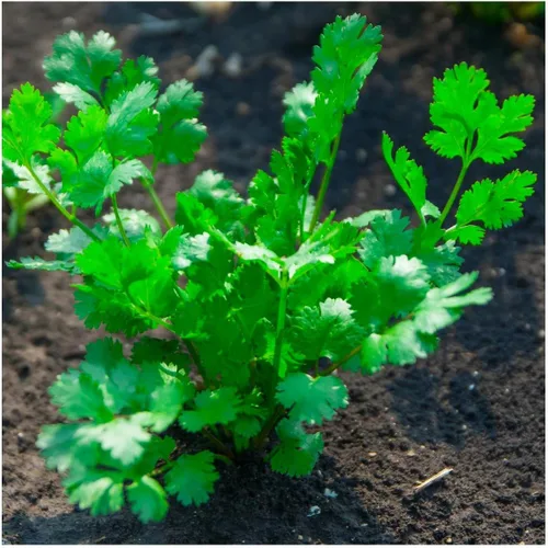 Vista 3 de Everwilde Farms - Semillas de hierbas de cilantro de ocio de 1 onza - Gold Vault