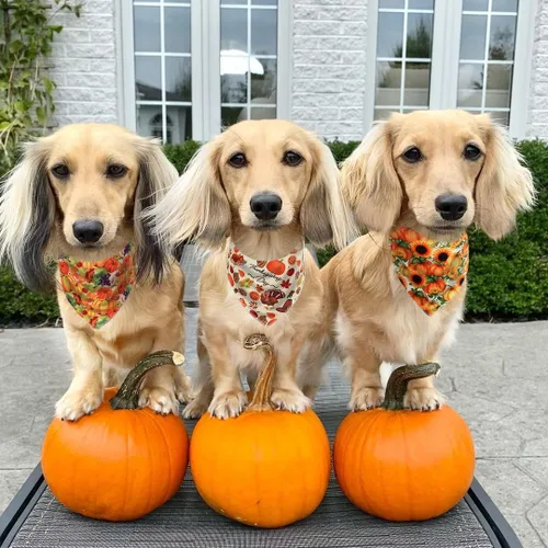 Vista 6 de Bandana de girasol para perro, bandana floral para perros pequeños, medianos y grandes