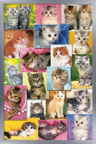 Vista 11 de Trends International Keith Kimberlin - Póster de pared de collage de gatitos, 14.725 x 22.375 pulgadas, versión enmarcada de madera de granero