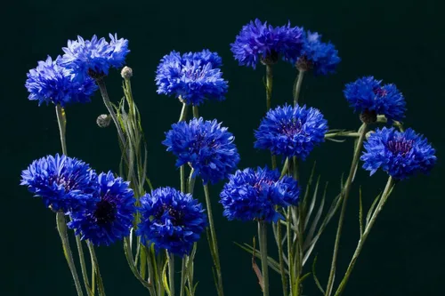 Vista 3 de 300 semillas de aciano azul para plantar botones de licenciatura, flor de Boutonniere sin OMG