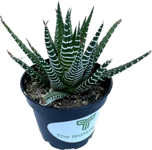 Vista 3 de Colecciones de cactus suculentas de 2 pulgadas (planta cebra Haworthia Fasciata)