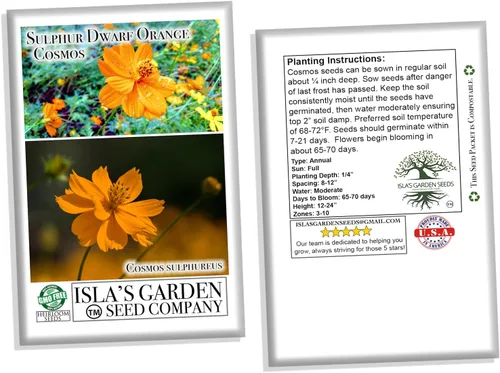 Vista 6 de Semillas de flores de cosmos de naranja enana azufre – más de 100 semillas por paquete, (semillas de jardín de Isla), nombre científico; Cosmos