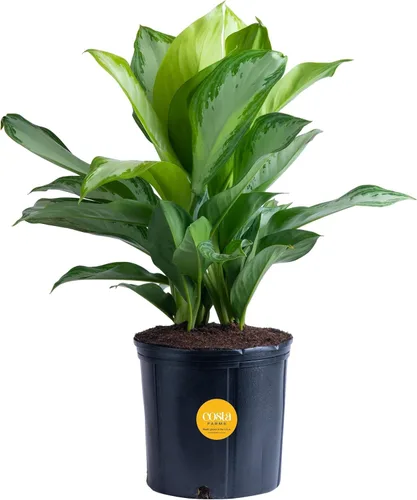 Vista 13 de Costa Farms Perenne China Roja Planta Viva de Interior, Planta de Casa de Fácil Cuidado en Maceta Decorativa Moderna, Excelente Regalo