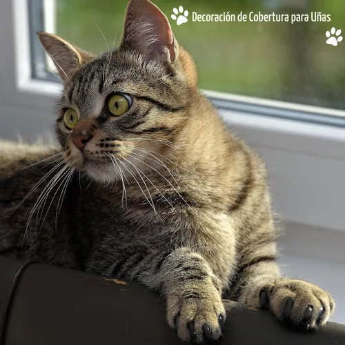 Vista 6 de Bolsa de baño para gatos, 10 piezas, kit de aseo para ducha de gato, gris y negro