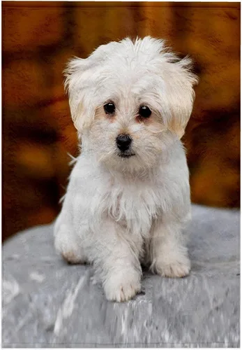 Vista 8 de 3dRose 22x30 Toalla de baño de mano para piscina - Maltés. Lindo cachorro. Perros