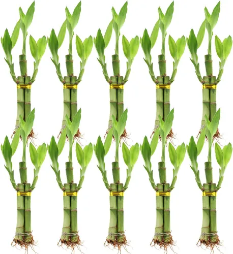 Vista 7 de NW Wholesaler - Planta de bambú de la suerte viva de 3 tallos (1 tallo de 6 pulgadas, 2 tallos de 4 pulgadas) - Plantas de interior vivas