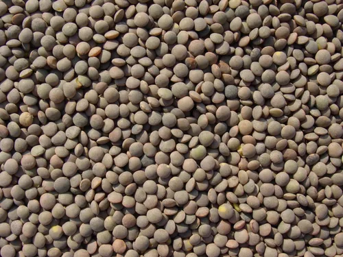 Vista 2 de Lentejas de 15 libras, lentejas marrones Joseph's Grainery naturales, sin OMG, certificado Kosher