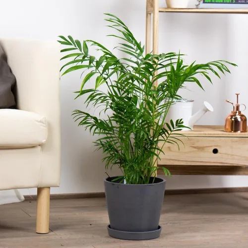 Vista 3 de Semillas de Palma de salón (Chamaedorea elegans) Árbol perenne