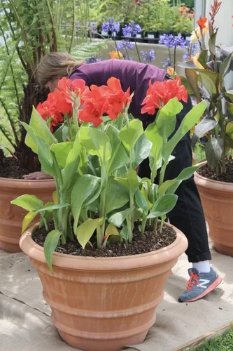 Vista 2 de Canna Lily Bulbos - The President Red Canna Rizomas/Bulbos/Raíces (paquete de 3)