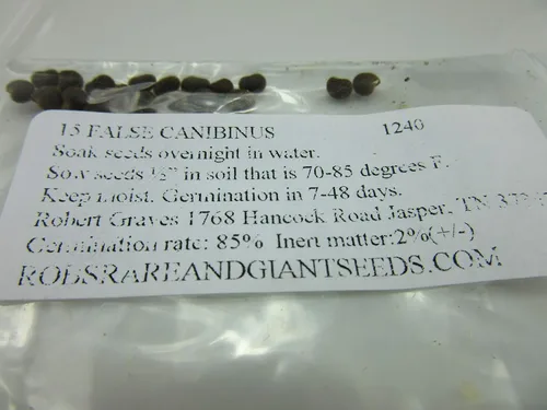Vista 2 de 1240-False Kenaf Hibiscus (Malvaceae cannabinusL) Semillas de Robsrareandgiantseeds UPC0764425789239 Sin OMG, orgánico, cultivador estadounidense