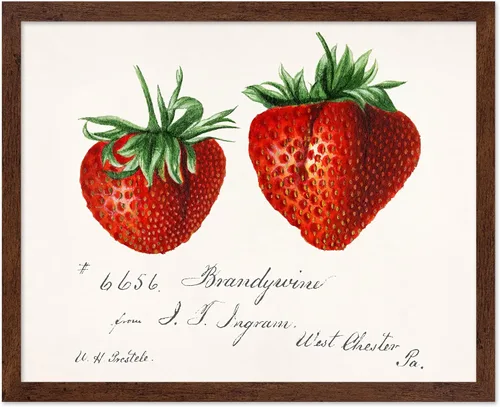 Vista 18 de Poster Master Póster vintage de fresas, impresión retro de fresas, arte de alimentos y frutas, regalo para veganos, vegetarianos, amantes