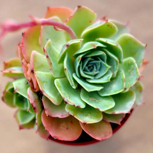 Vista 2 de Aeonium Suculents Plant Live, Aeonium Plant in 4 Inc Pot (amarillo verde)