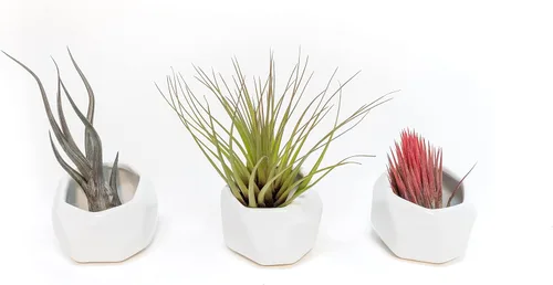 Vista 8 de Air Plant Shop Juego de 3 soportes geométricos blancos con plantas de aire mixtas, al por mayor y a granel, suculentas - Tillandsia viva - Plantas