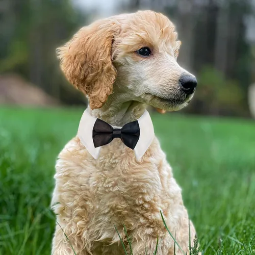 Vista 7 de Pajarita para perro, collar de perro esmoquin de Koolmox para bodas con collar blanco ajustable hecho a mano y corbata negra, corbata clásica