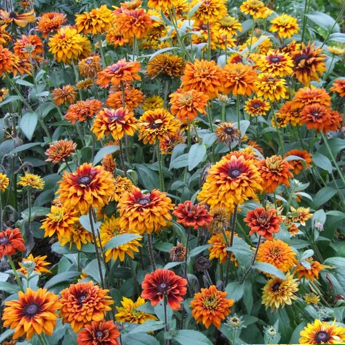 Vista 2 de Eden Brothers Black Eyed Susan Seeds - Bosque de otoño