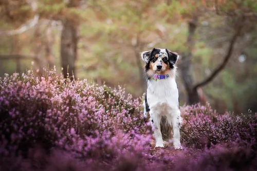 Vista 6 de Paquete de 2 collares de primavera para perros pequeños, collar de perro floral de liberación rápida con lazo de flores