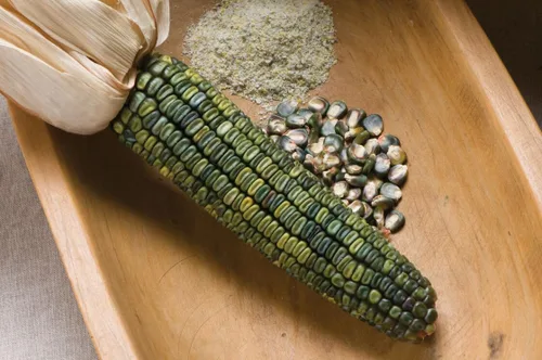 Vista 2 de TomorrowSeeds - Oaxacan Green Dent Ornamental Corn Seeds - 1/2 Pound ~ 1000+ Count - for 2026 Planting Green Blue Gold Crafting Maize Native