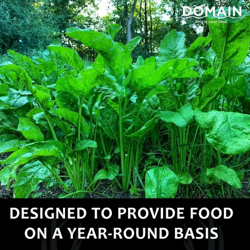 Vista 2 de Domain - Semilla de parcela de remolacha para exteriores, para ciervos, 1/4 de acre, variedad especial de remolacha azucarera diseñada para producir