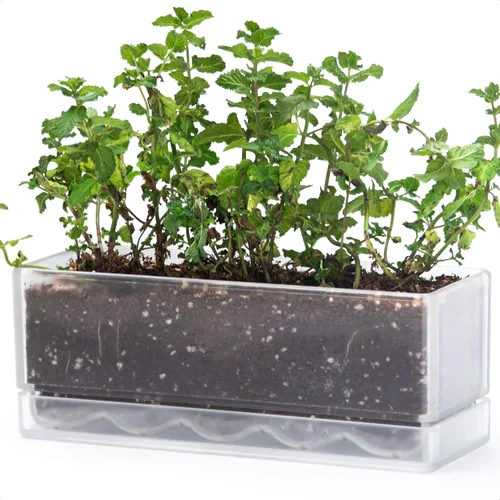 Vista 12 de D'vine Dev - Maceta para ventana de 12 pulgadas, maceta rectangular de plástico para hierbas con agujeros de drenaje y plato, maceta de suculentas