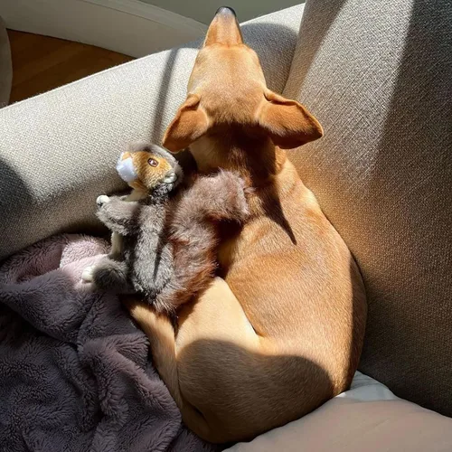 Vista 6 de RUFFIN' IT Reaowazo Woodlands - Juguete de peluche para perro, pequeño