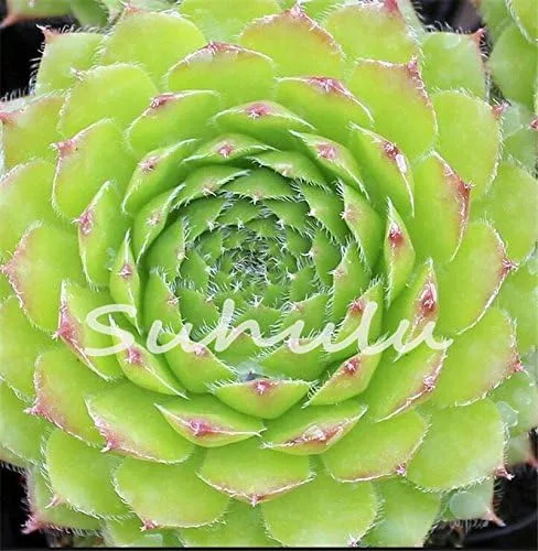 Vista 3 de 200 piezas de semillas de mezcla de suculentas para gallinas y pollitos (Sempervivum Hybridum) Bonsái Plantas de flores para jardín casero 19