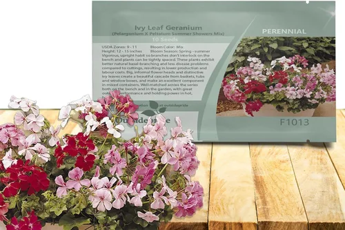 Vista 10 de Outsidepride 20 semillas perenne fucsia hiedra hoja geranio flor semilla para plantar