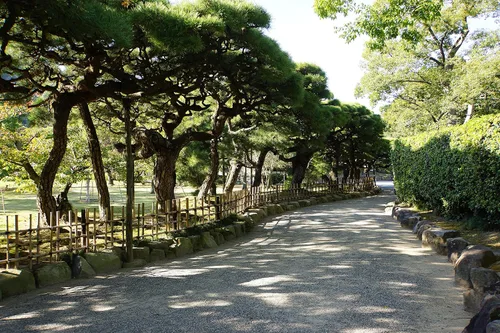 Vista 5 de Pino negro japonés Plántula de árbol mediano The Jonsteen Company