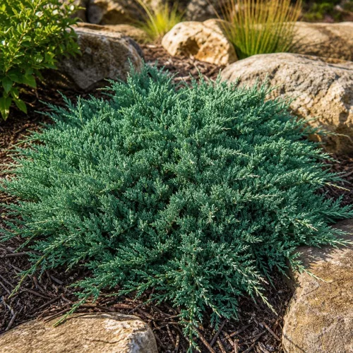 Vista 4 de Blue Rug Juniper - 30 plantas vivas - Contenedor de 4 pulgadas de bajo mantenimiento Evergreen cubierta de suelo