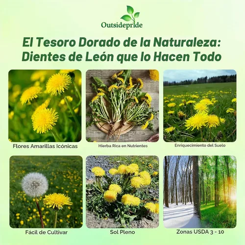 Vista 2 de Outsidepride Semillas de diente de león para plantar: 5,000 semillas perennes, fáciles de cultivar y tolerantes a la sequía, semillas de hierbas