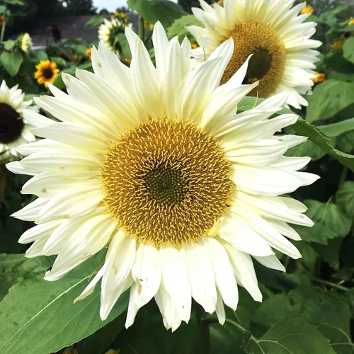 Vista 48 de Eden Brothers Semillas de girasol - Autumn Beauty